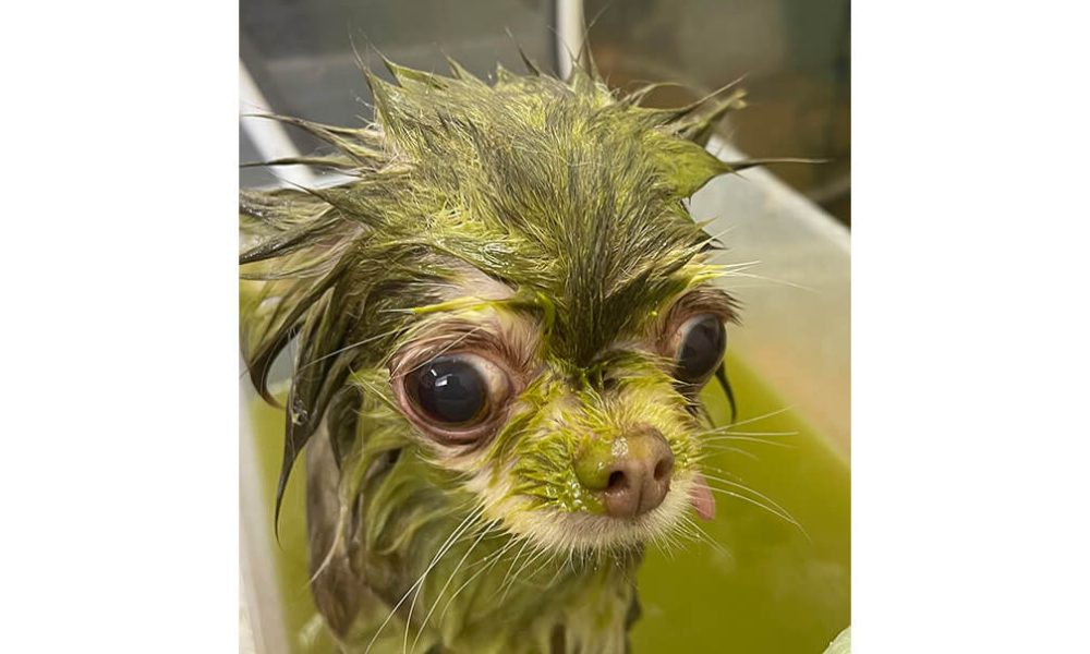 dog7